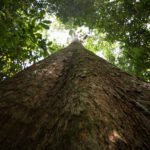 Transação comercial de madeira nativa na Amazônia Legal chega a 6,57 milhões de metros cúbicos em 2024