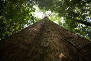 Transação comercial de madeira nativa na Amazônia Legal chega a 6,57 milhões de metros cúbicos em 2024