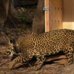 Onça resgatada no Rio Negro é devolvida à natureza no Amazonas