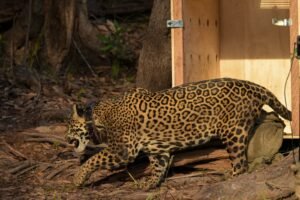 Onça resgatada no Rio Negro é devolvida à natureza no Amazonas