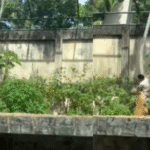 Vídeo: Homem morre atacado por leoa após invadir jaula em zoológico