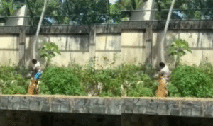 Vídeo: Homem morre atacado por leoa após invadir jaula em zoológico