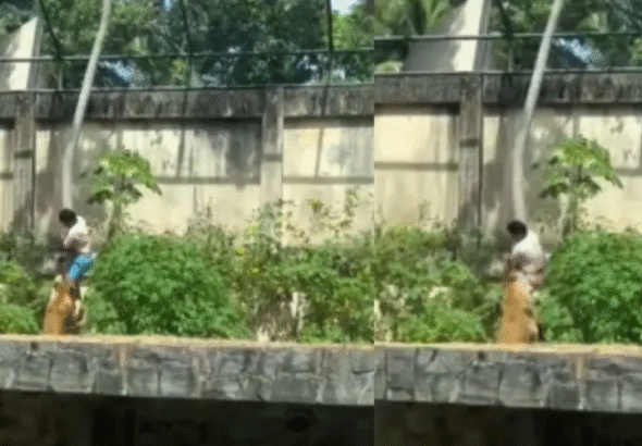 Vídeo: Homem morre atacado por leoa após invadir jaula em zoológico